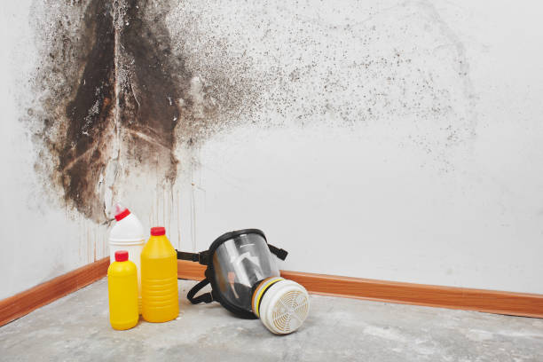 Mold Removal and Inspection in Bostonia, CA