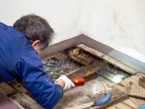 Best Attic Mold Removal  in Bostonia, CA