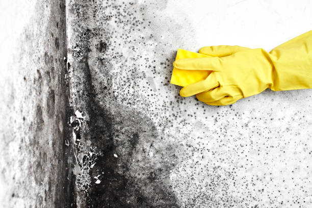 Attic Mold Removal in Bostonia, CA