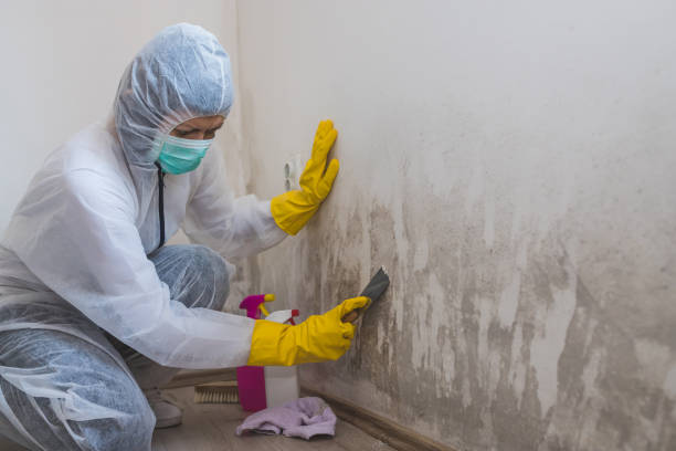 Best Residential Mold Removal  in Bostonia, CA
