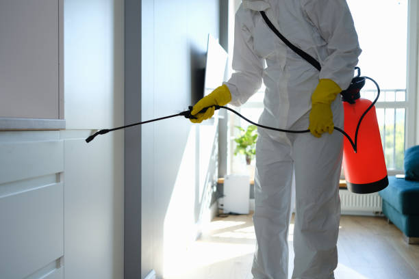 Best Mold Removal and Inspection  in Bostonia, CA