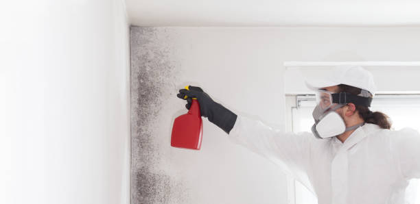 Best Commercial Mold Removal  in Bostonia, CA