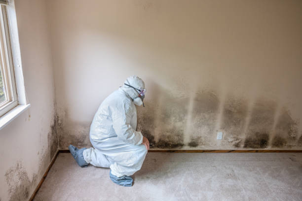 Best Attic Mold Removal  in Bostonia, CA
