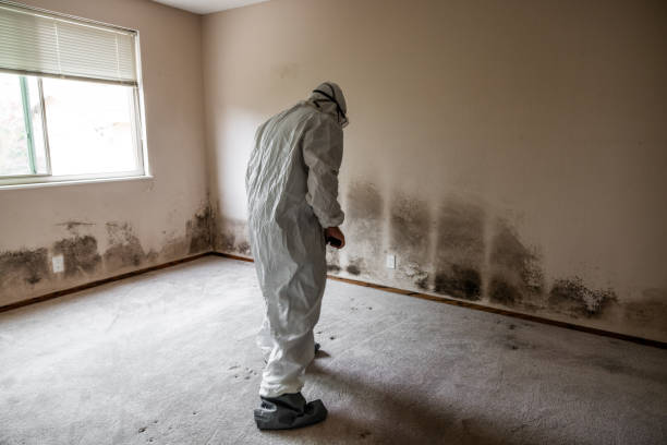 Best Local Mold Removal Service  in Bostonia, CA
