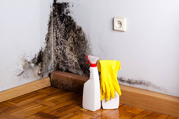 Best Office Mold Removal Services  in Bostonia, CA